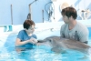 dolphin tale still